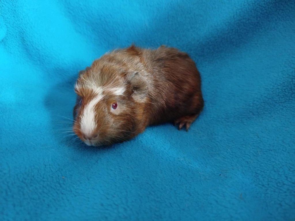 Malá morčátka vhodná na domácí mazlíčky