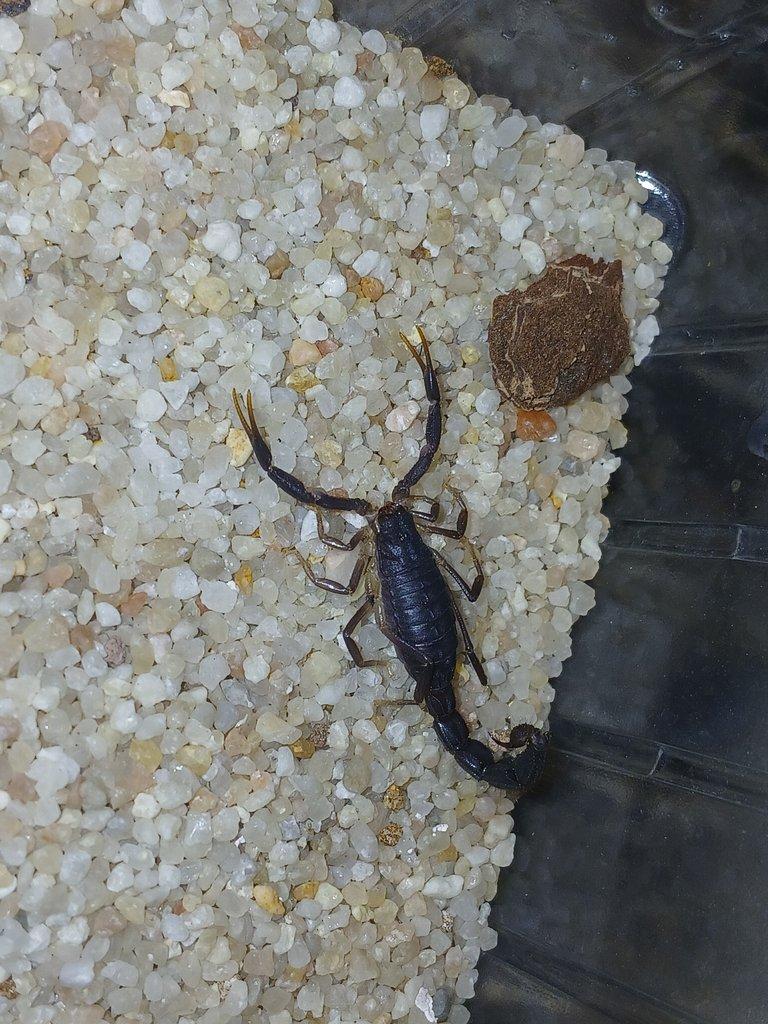 Nabídka štírů  Ž. E. 11. 4.