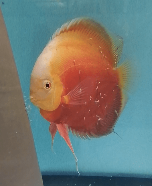 Terčovec Valentine, marlboro, pigeon albino