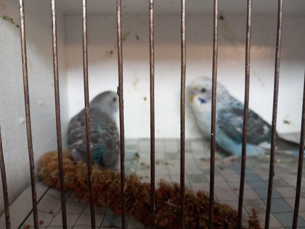 Andulka  a papoušek zpevavy.