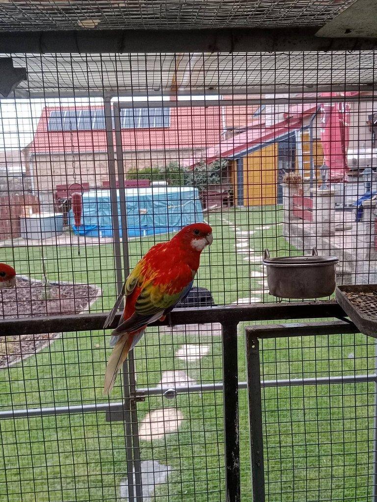 Prodám roselu gold gold opalin