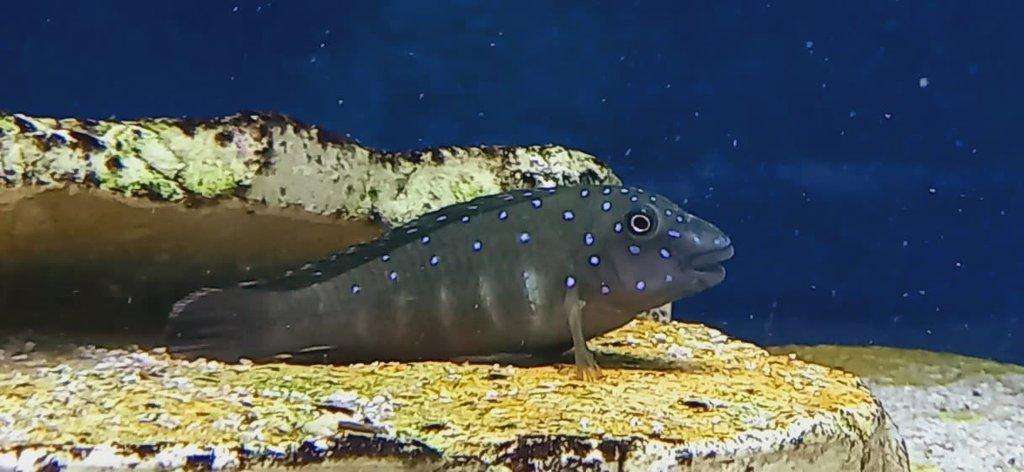 Tanganyika