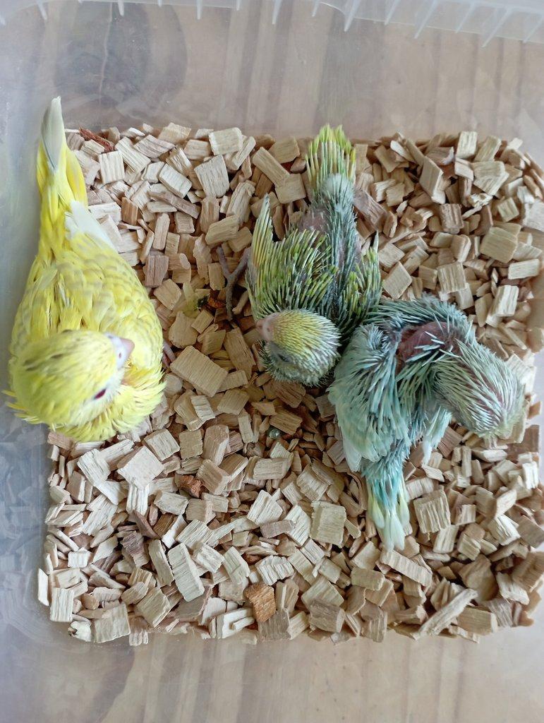 🐦 Mláďata andulek – z domácí voliéry