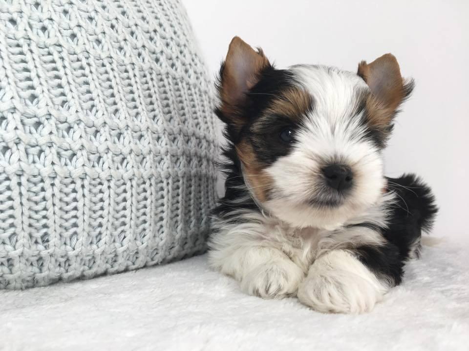 Jorkšír - prodáme štěňátka bez pp