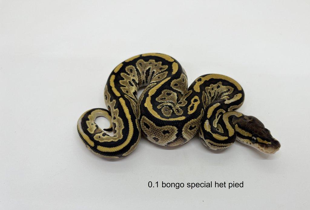 Krajta královská (Python regius)