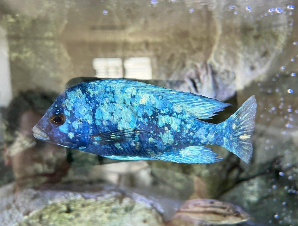 Malawi tlamovci Placidochromis phenochillus Tanzania Lupingu