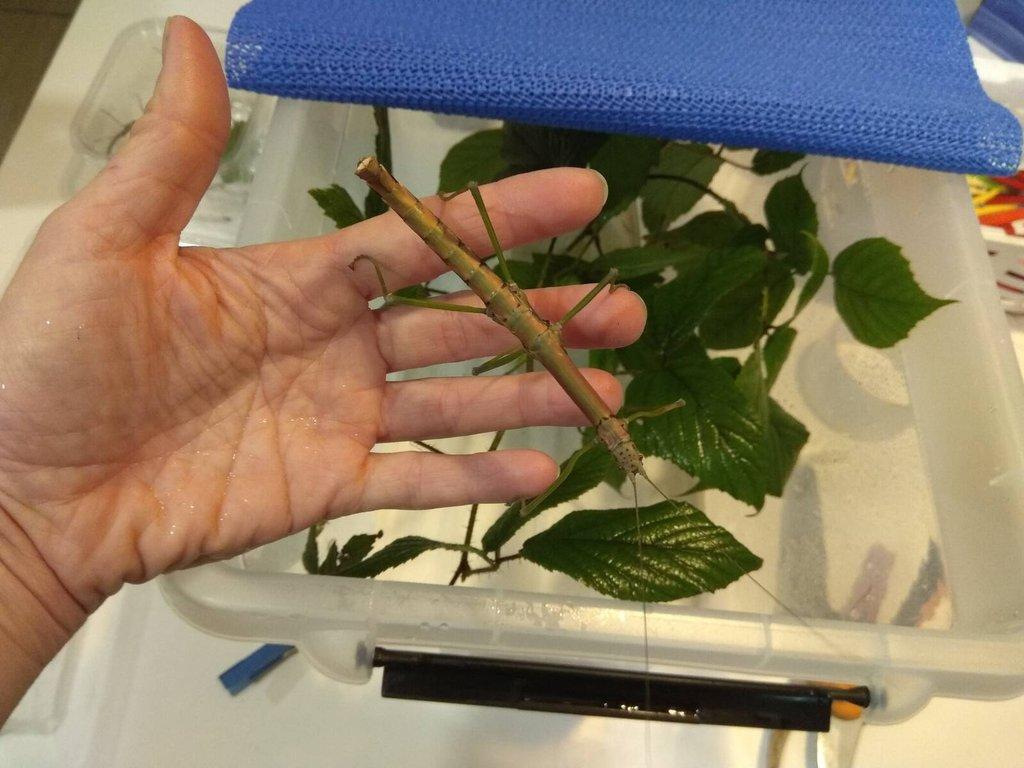 Strašilky, Pakobylky různé