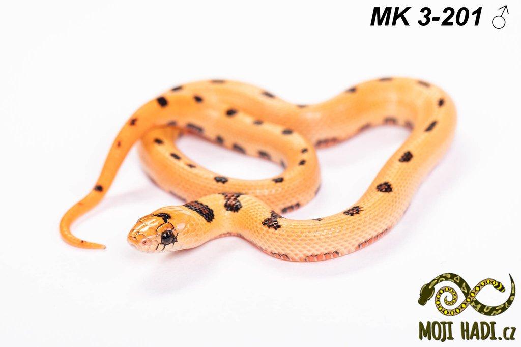 Lampropeltis MAGMAKING