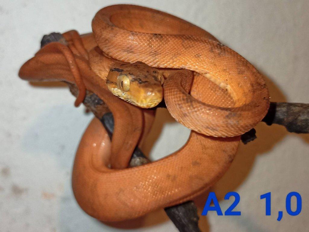 3,4 Corallus hortulanus CB 9/24