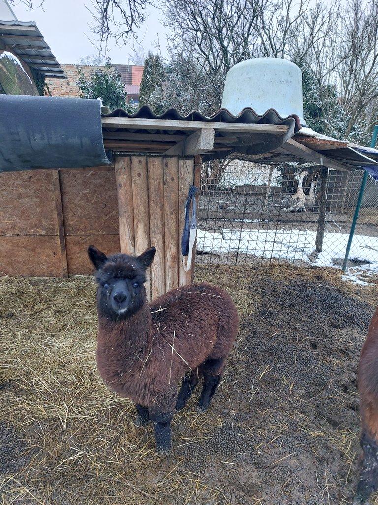 lamička alpaka