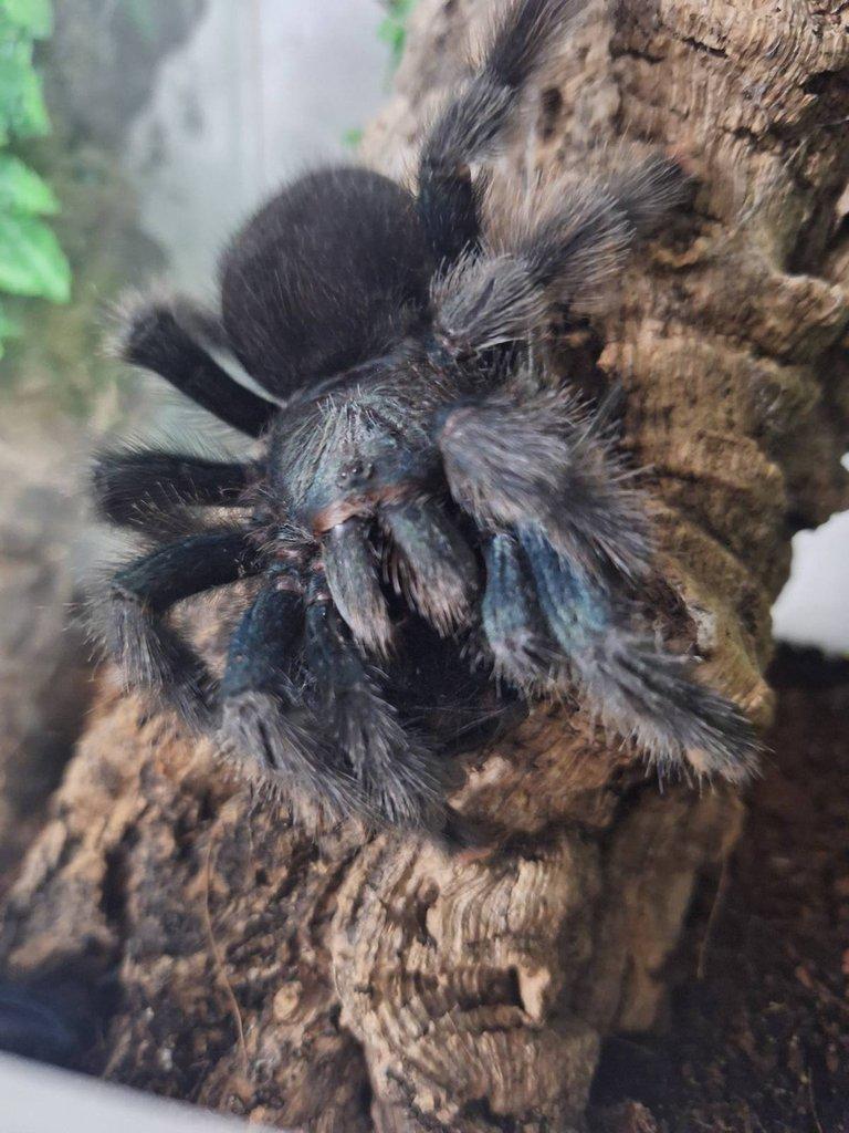 Avicularia