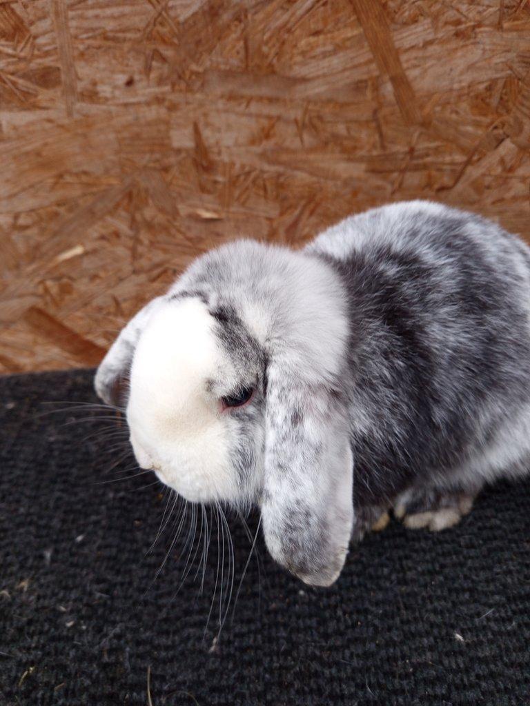 Zakrslý beran rhönský