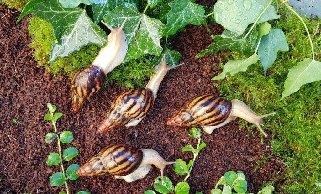 Africký šneci Lissachatina iredalei Zanzibar dark type
