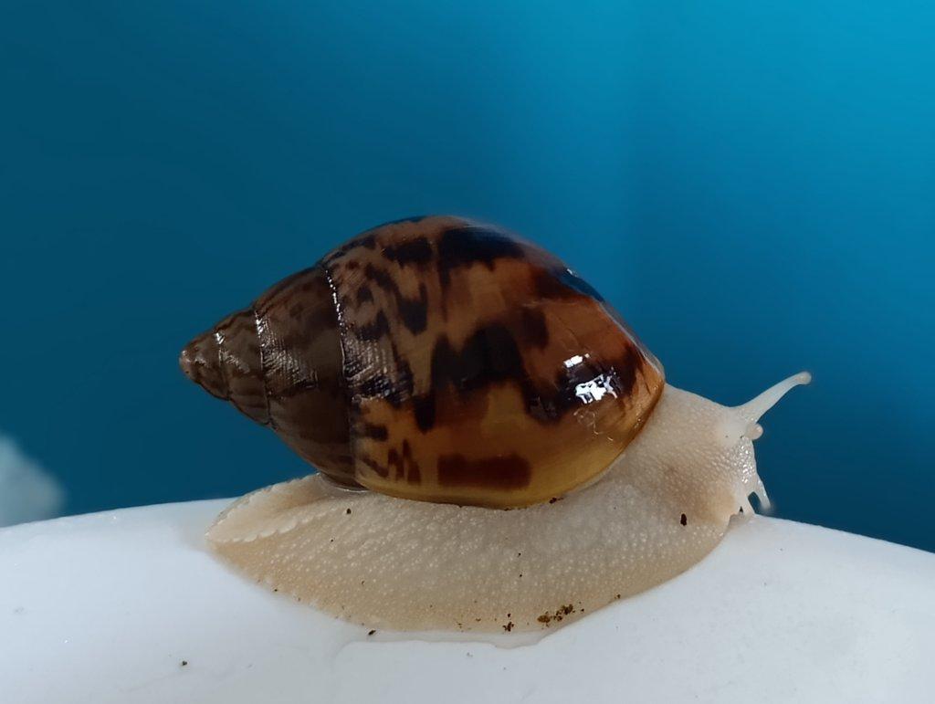Achatina Achatina