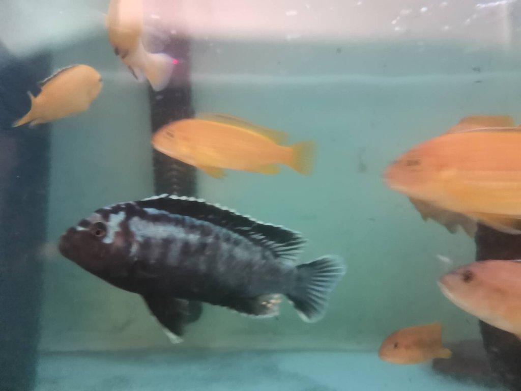 TLAMOVCI MALAWI CHOMUTOV + Mražené krmivo ARTEMIE, KORETRA, SERA FLORA