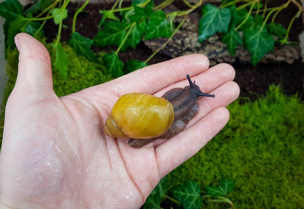 Šneci Archachatina porphyrostoma Albino shell