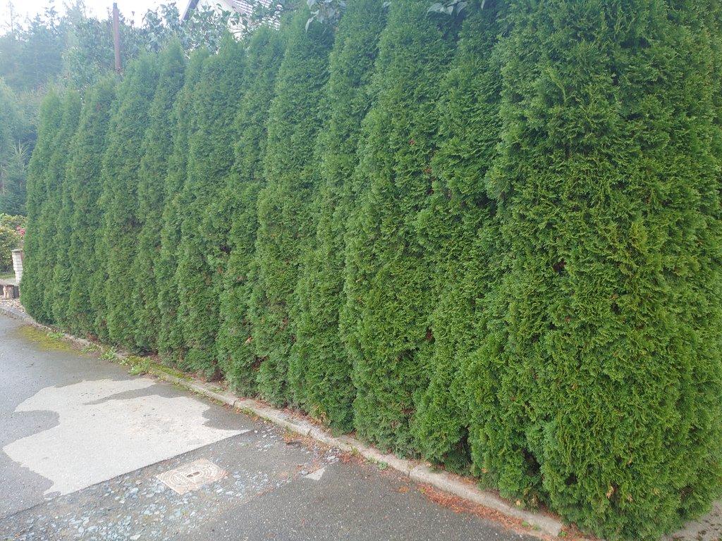 Jaro 2026 Thuje Smaragd na živý plot