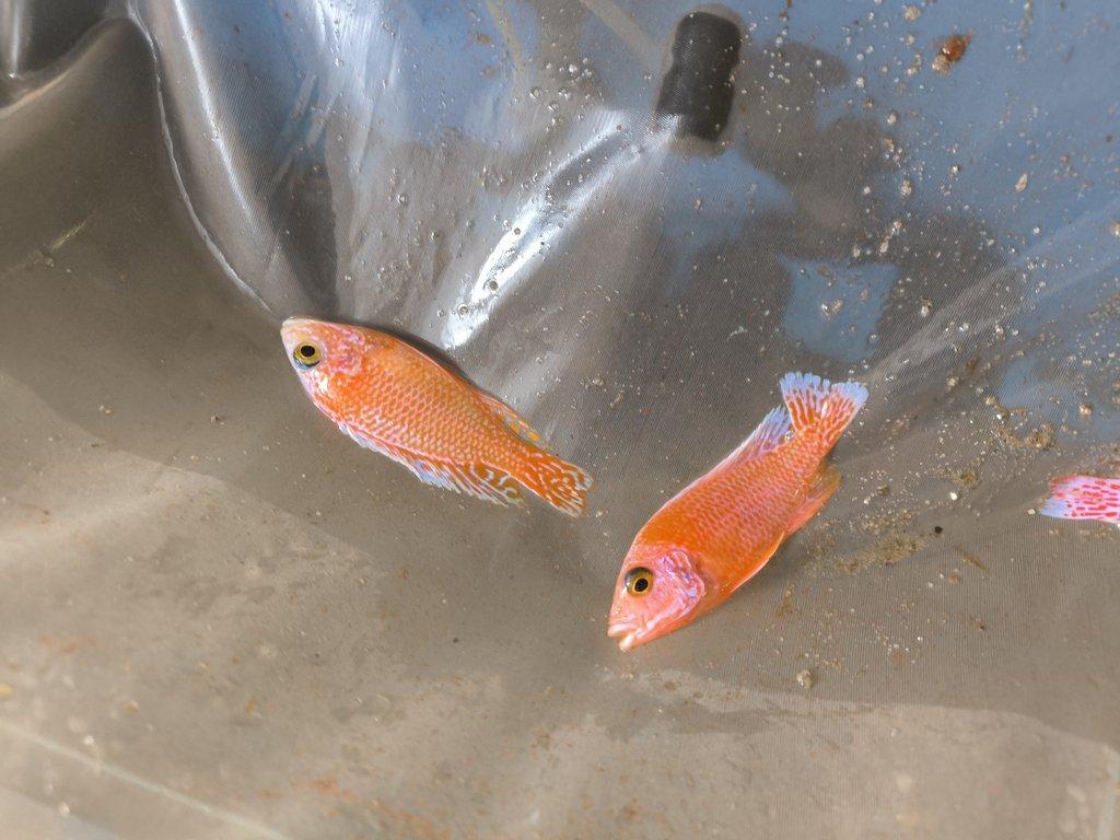 Malawi&Tanganika duben 2026