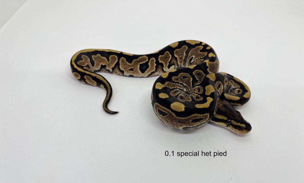 Krajta královská (Python regius)