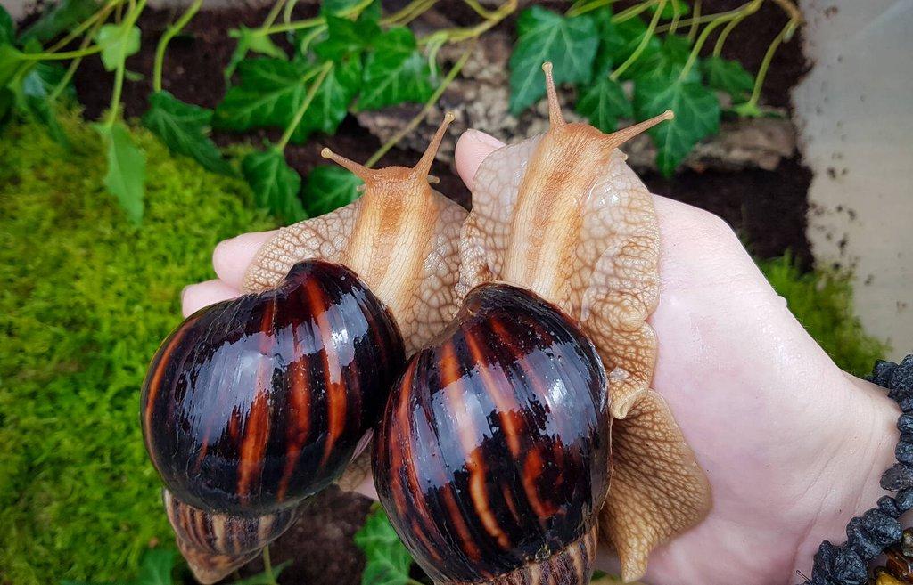 Afričtí šneci Lissachatina immaculata mláďata