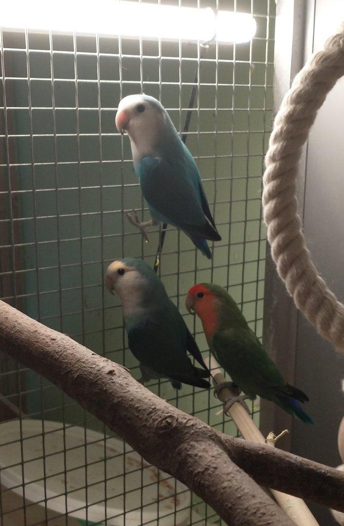 Agapornis růžohrdlý