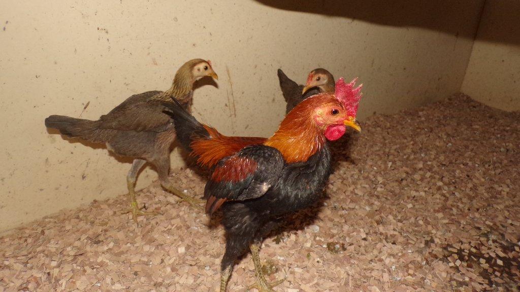 Bojovnice novoanglicka  pśenićne zbarveni - chovny kmen 1,2