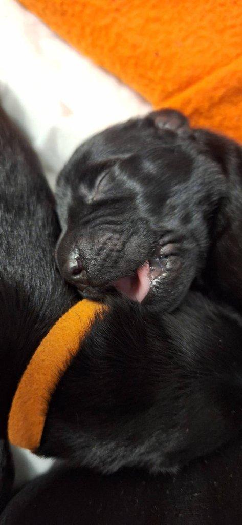 Flat Coated Retriever - štěňátka s PP + možnost výcvikových a socializačních lekcí zdarma