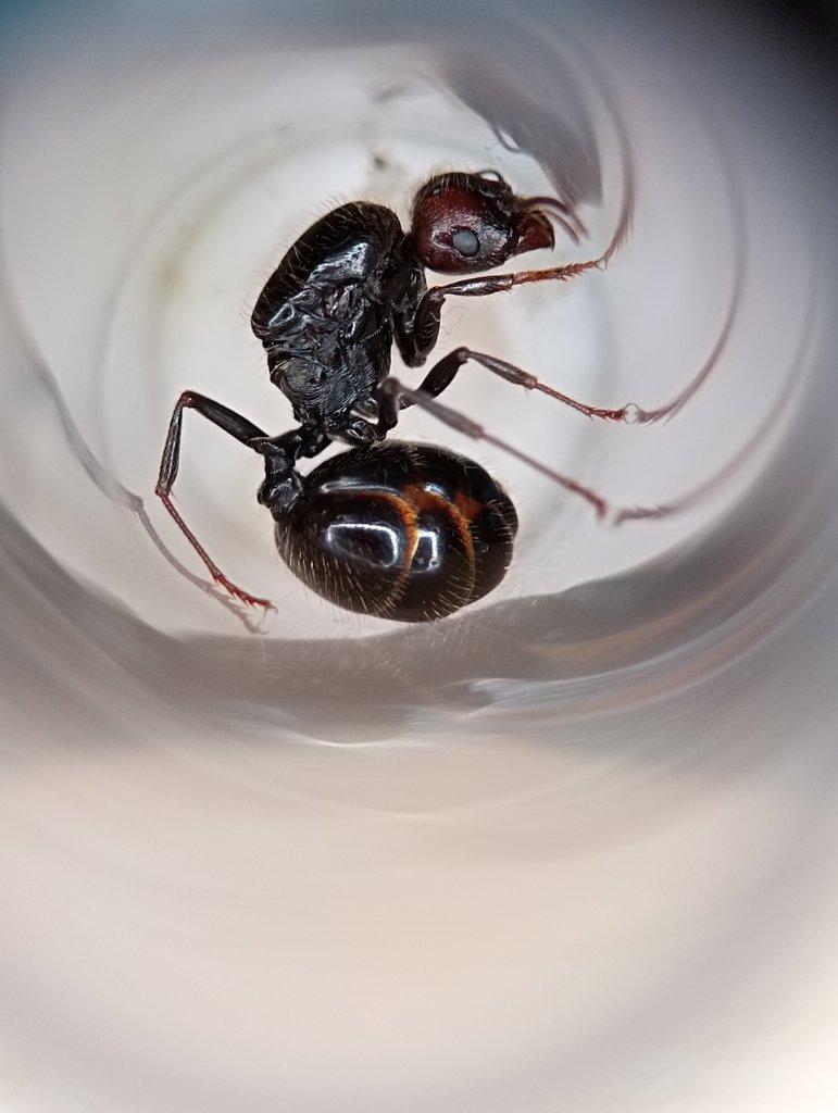 Messor barbarus (Mravenec zrnojed)