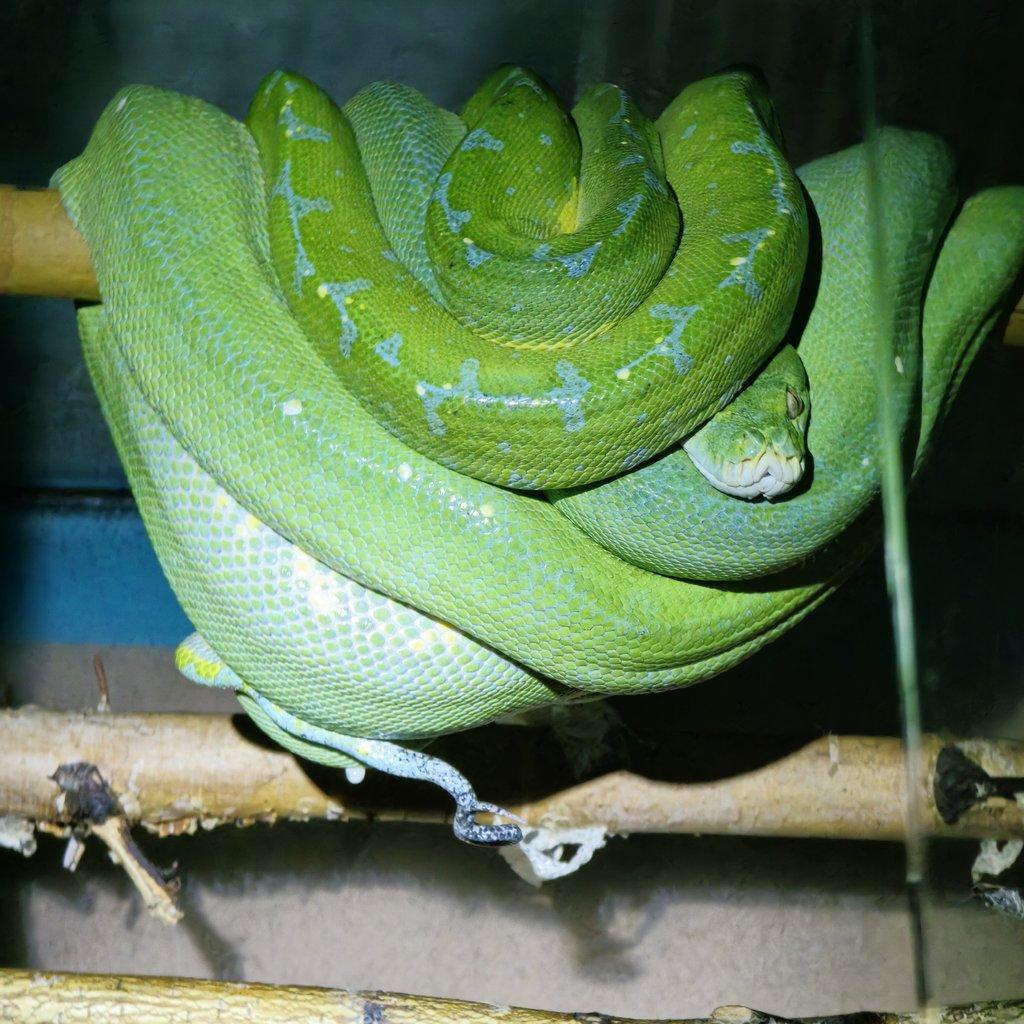 Morelia azurea pulcher (viridis)