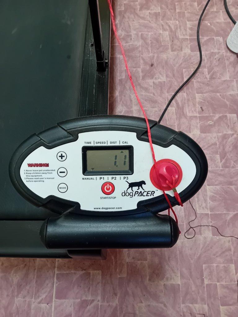 Treadmill- běhací pás pro psy