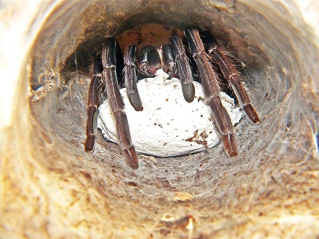 SpidersForge  for Ostrava 31.08 Proeders -15% or safe shiping