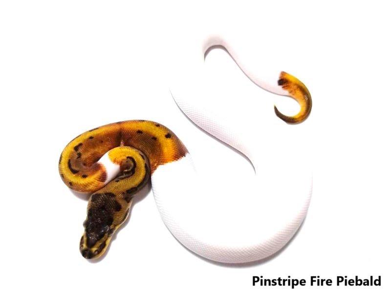Python regius
