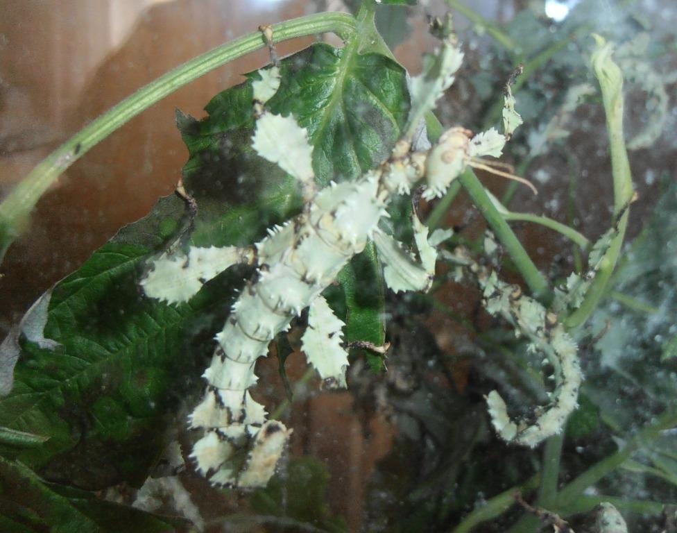 Extatosoma tiaratum - zelená forma