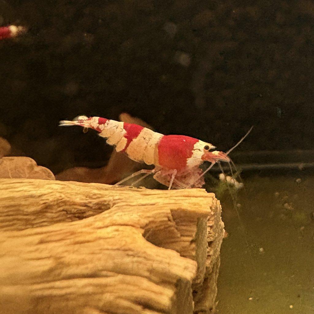 Krevetky Caridina - Crystal Red & Black