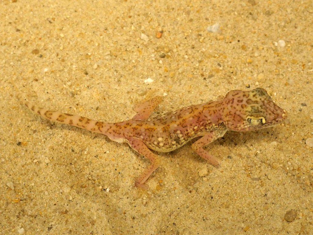 Stenodactylus doriae
