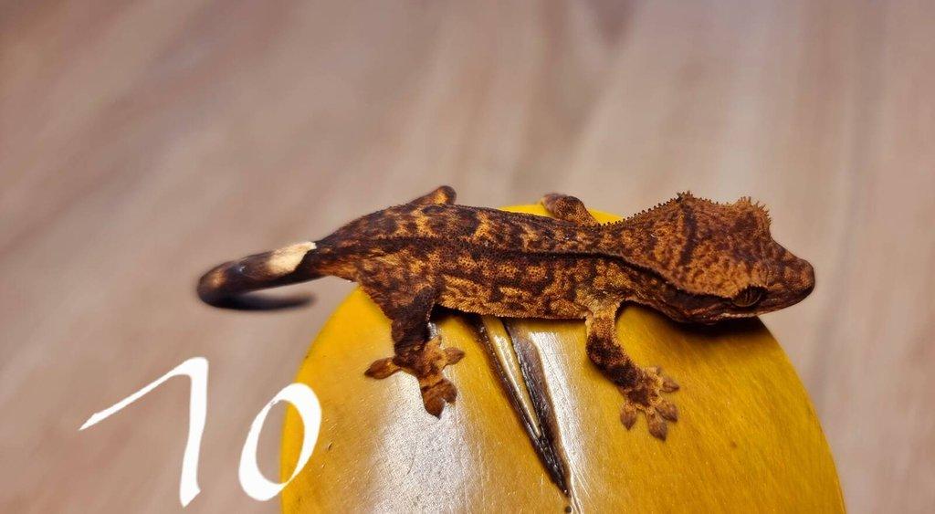 Pagekon řasnatý