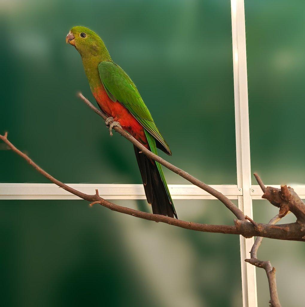 Papoušek královský