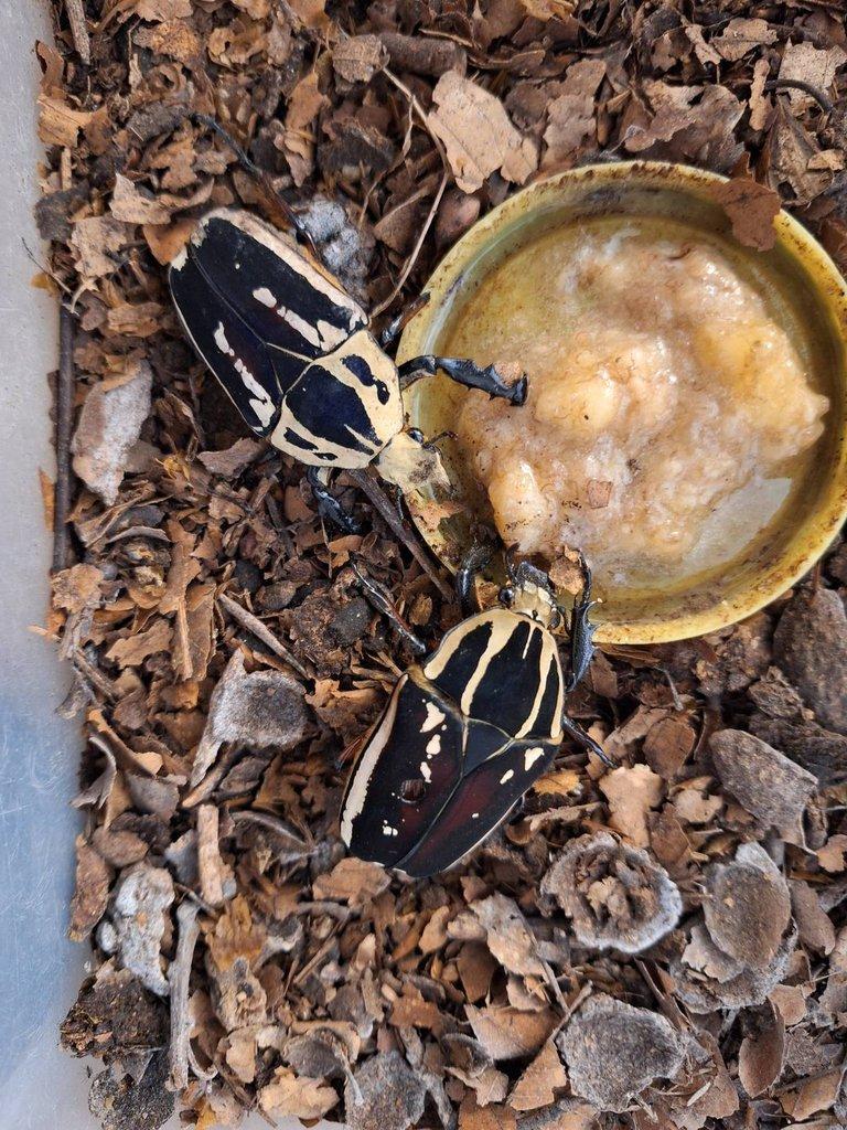 Larvy Chelorrhina savagei a Mecynorrhina ugandensis