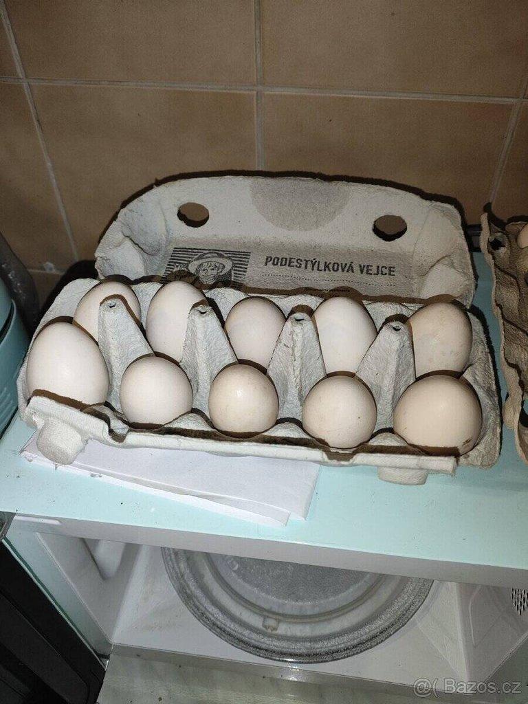 Nabízíme násadová vejce Ayam Cemani