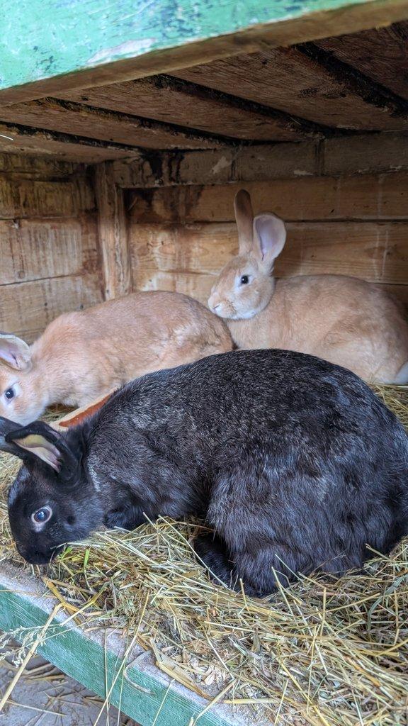 prodám králíky na chov/maso/dokrmení