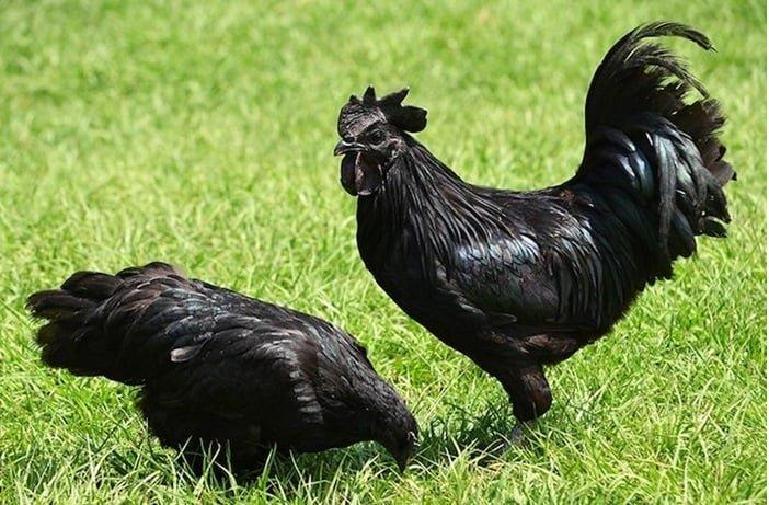 násadová vejce Ayam Cemani,Arakaun,Maranska,wyandotka
