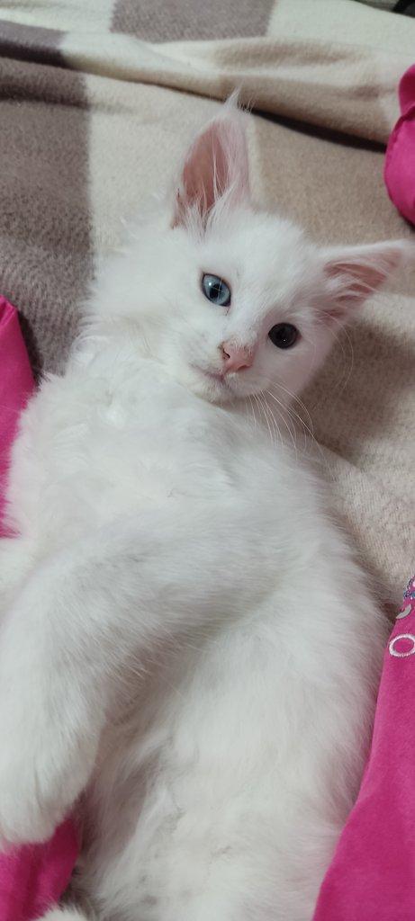 Mainská mývalí koťátka