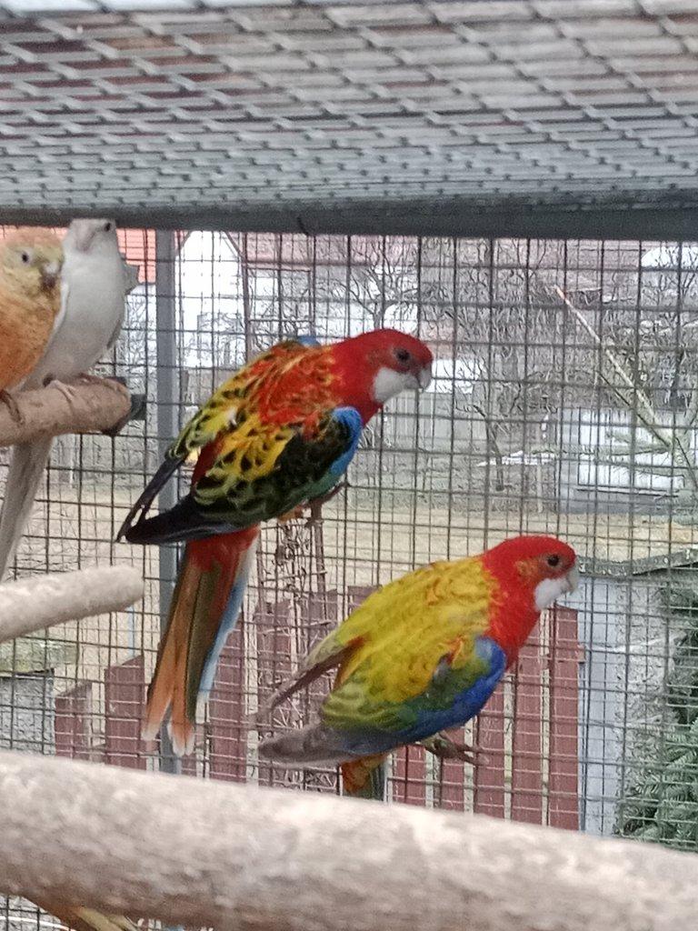 Prodám chovnou samici opalin / gg