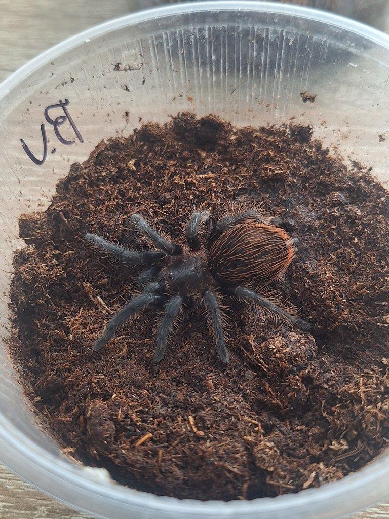 Sklípkan Brachypelma vagans