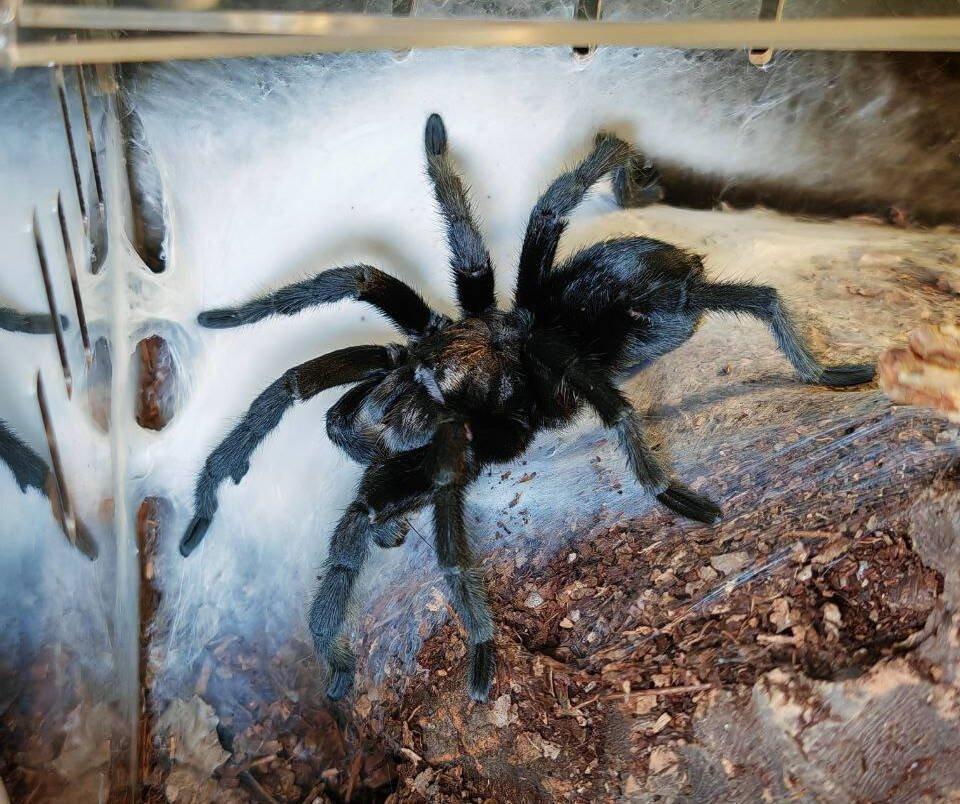 Prodám dospělého samce Grammostola pulchra