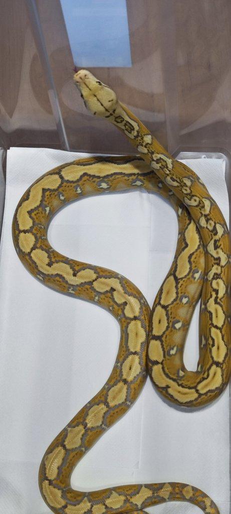 Krajta Mřížkovaná