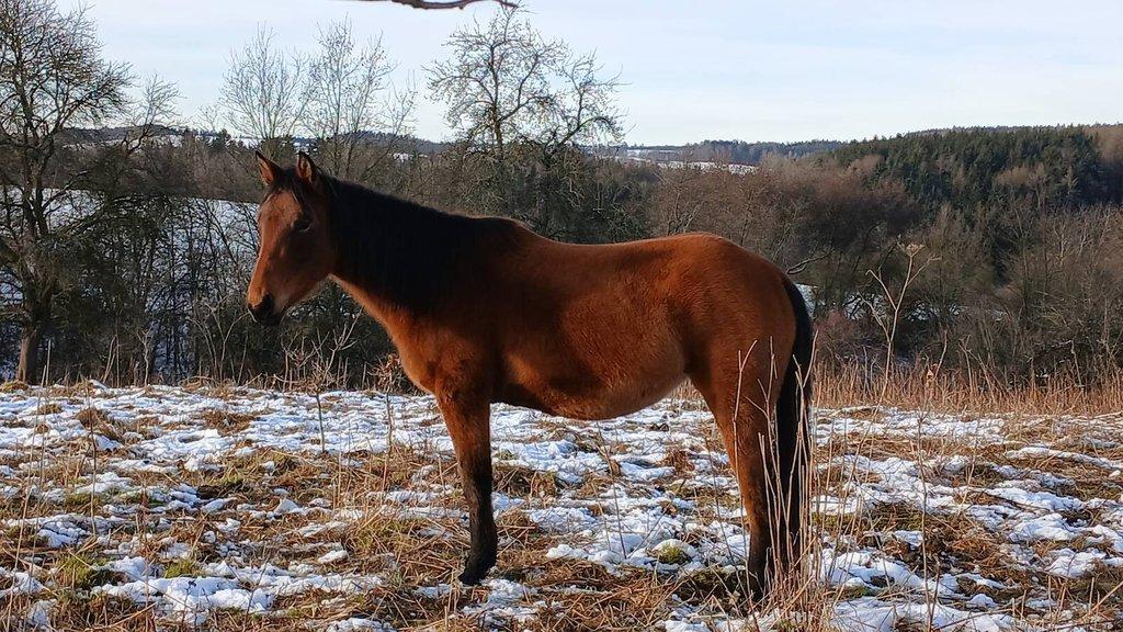 Prodám QH kobylku 3,5 r ,reg.USA