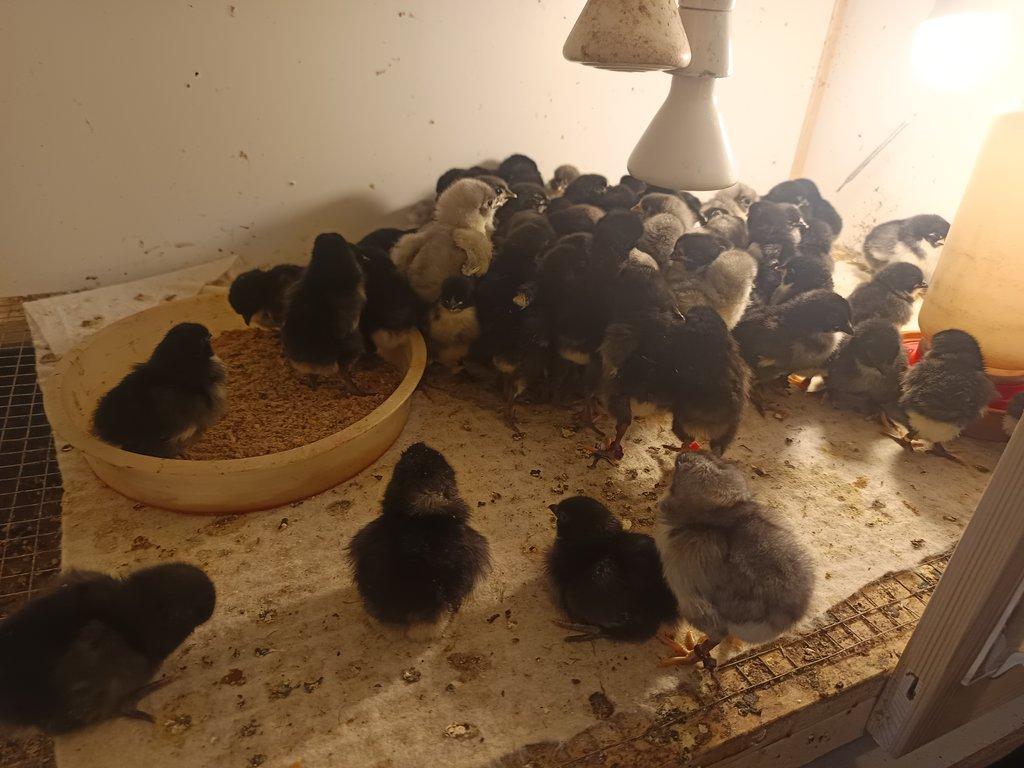 Násadová vejce Australky velké černé a modré s lemy