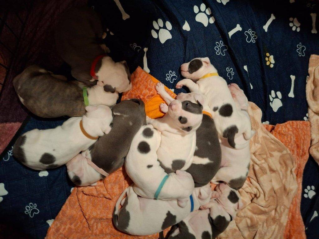 Štěňata Americký Stafordšírský terier