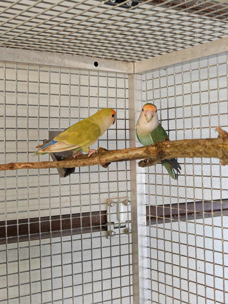 Agapornis růžohrdlý pár